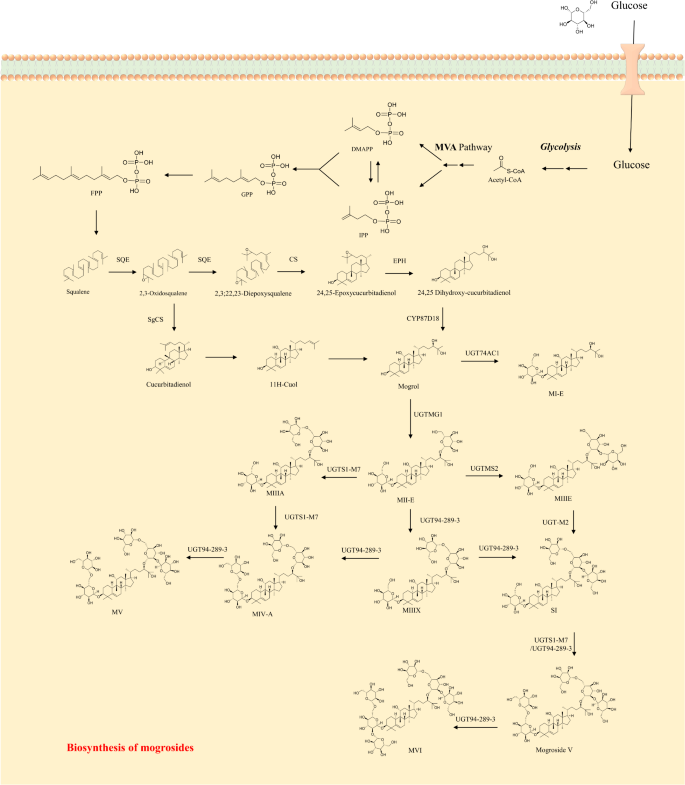 SAFETTI Bib Girona Colors Stevia Woman MD