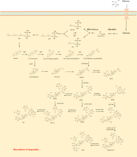 SAFETTI Bib Girona Colors Stevia Woman MD